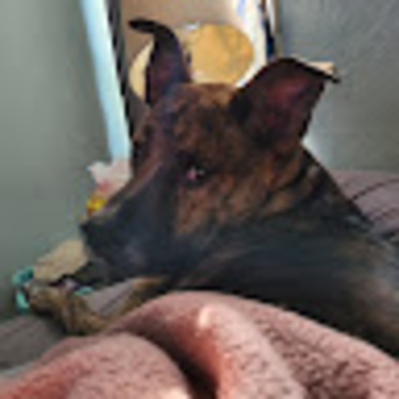 Meet your Posher, Saylor - Picture 1 of 1